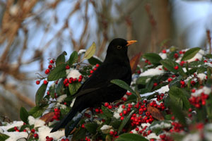 Bird Photographs by Betty Fold Gallery